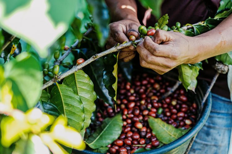 organik kahve nasıl üretilir